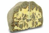 Beautiful Septarian Bookends - Utah #288947-2